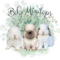 BL Minilops