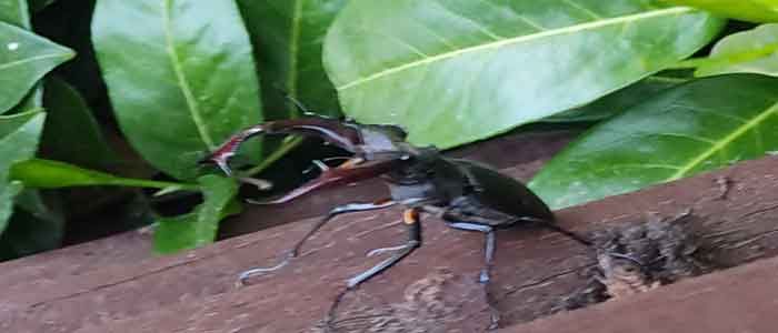 Hirschkäfer in der Hecke