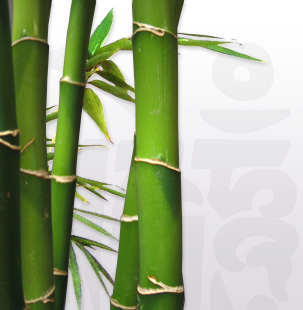 Bamboo